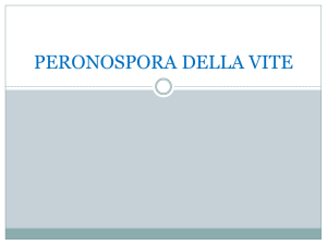 peronospora-della-vite