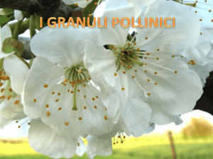 I Granuli Pollinici