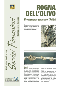rogna dell`olivo - Veneto Agricoltura