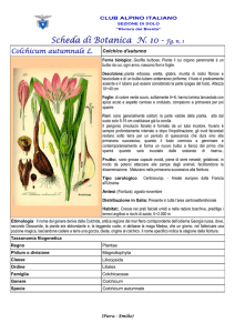 SCHEDA N.10 Colchicum autumnale