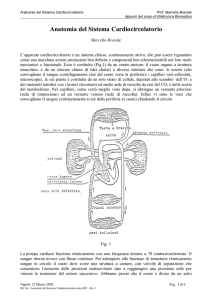 Anatomia deil sistema cardiocircolatorio