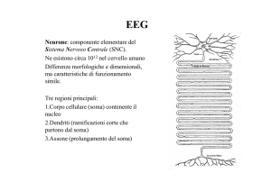 EEG - Medicina Cultura