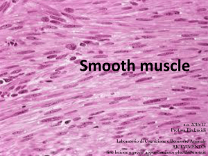3-smooth muscle - Progetto e