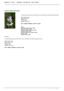 Adatte al vaso : Lathyrus latifolius `Pink Pearl`