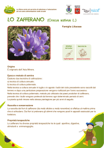LO ZAFFERANO (Crocus sativus L.)
