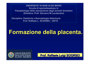 Formazione della placenta. - index - Scuola di Specializzazione in