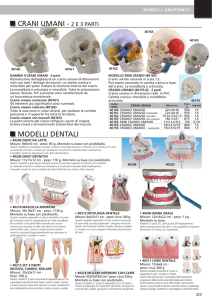 crani umani - 2 e 3 parti modelli dentali