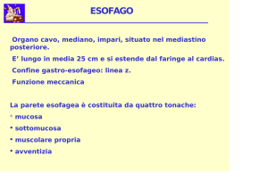 Esofago testo