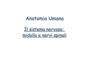 Midollo e nervi spinali File