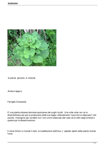 la pianta giovane, in crescita Arctium lappa L Famiglia Composite E