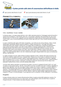 MORETTA CODONA - Uccelli da proteggere