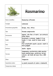Rosmarinus officinalis Lamiaceae Europa, Asia, Africa Perenne