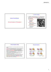 Matrice ExtraCellulare Glicosaminoglicani e Proteoglicani
