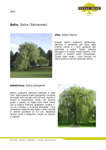 Salix - Salice