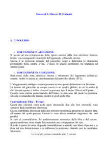 Il ginocchio - Sintesi di S.Marra e D.Molinari (pdf 24k)