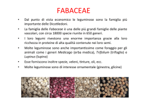 fabaceae - Docenti.unina