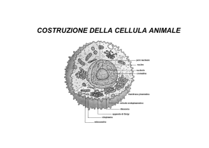 COSTRUZIONE DELLA CELLULA ANIMALE IN 3D