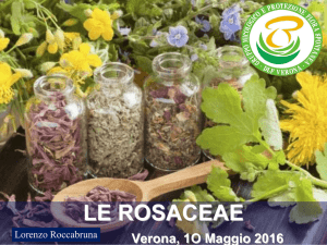LE ROSACEAE Verona, 1O Maggio 2016