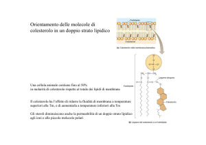 Lezione 6 Le membrane biologiche Trasporto soluti