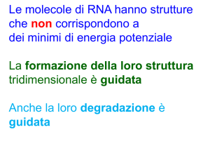 Le molecole di RNA hanno strutture che non corrispondono a dei