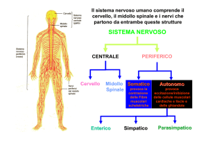sistema nervoso - Fisiokinesiterapia