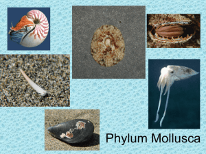 Phylum Mollusca - Digilander