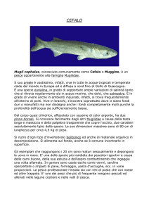 cefalo - Calabria Pesca Online