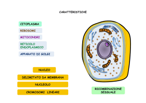 Diapositive sui microrganismi eucariotici