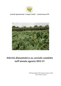 Attività dimostrativa su carciofo condotta nell`annata agraria 2012-13