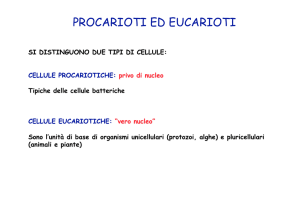 procarioti ed eucarioti