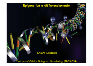 Epigenetica e differenziamento Chiara Lanzuolo