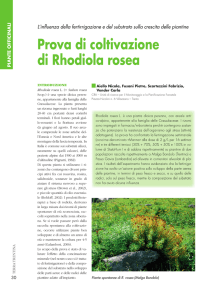 Prova di coltivazione di Rhodiola rosea