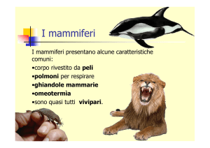 I mammiferi - WordPress.com