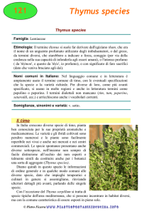 Thymus longicaulis - Piante spontanee in cucina