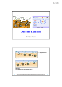 Diapositive endocitosi ed esocitosi.