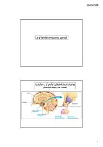 Le ghiandole endocrine centrali Ipotalamo e ipofisi (ghiandola