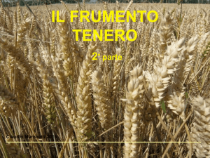 Il frumento - parte seconda - Collegio Periti Agrari Padova
