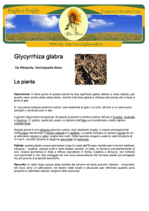 Glycyrrhiza glabra Glycyrrhiza glabra