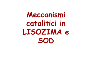 Meccanismi catalitici in LISOZIMA e SOD