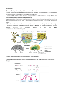 La fotosintesi Gli autotrofi svolgono il ruolo di produttori di sostanze