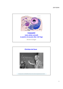 Diapositive sui lisosomi