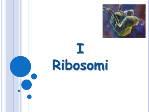 Ribosomi - dst.unisannio.it