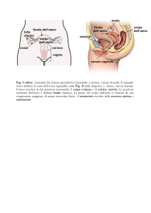 ovaio fondo dell`utero cervice tuba uterina vagina corpo dell`utero