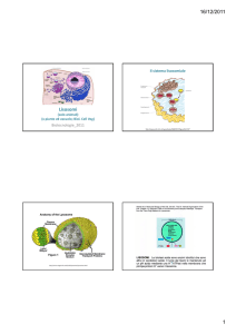 Alcuni slides sui lisosomi mostrati lezione