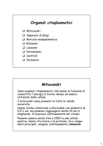 Organuli citoplasmatici Mitocondri