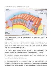 la struttura della membrana plasmatica. tutte le membrane cellulari