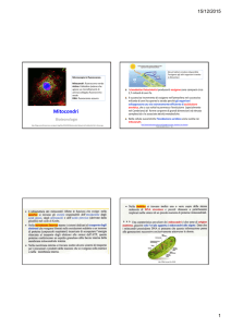 Mitocondri: diapositive della 1a parte