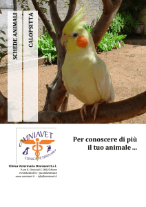 Pappagallo Calopsitta - Clinica Veterinaria Omniavet