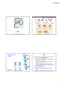 Diapositive sui RNA