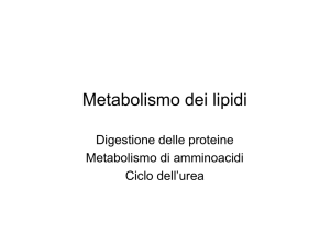 Metabolismo lipidi Metabolismo proteine e ciclo dell`urea